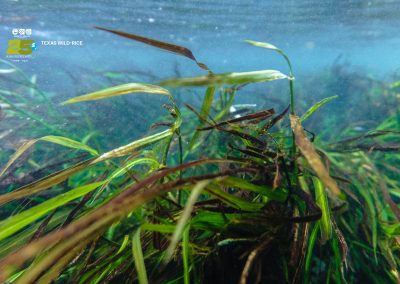 Texas Wild-Rice
